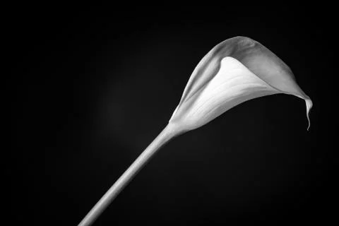 Singular Calla Lily Stock Photos