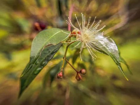 The singular flower of the Eugenia tree, and some leaves; wide angle macropho Stock Photos