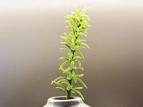 A singular, thin vertical sprig of bright green leaves in a small Stock Photos