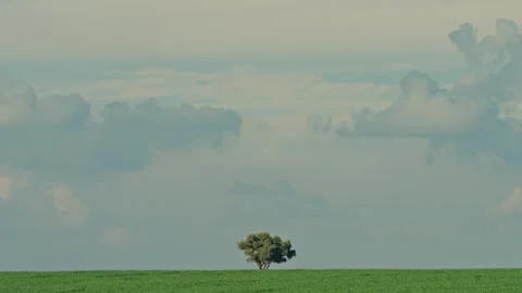 Singular tree in a green field on overcast day 库存影片 274660581