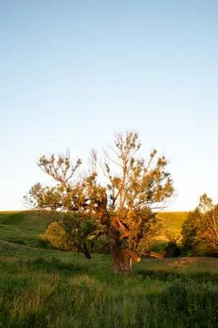 A singular tree standing alone. Sunset sunlight. Stock Photos