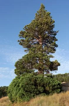 Singular trees of Teruel, sequoiadendron giganteum, 25 meters high Stock Photos