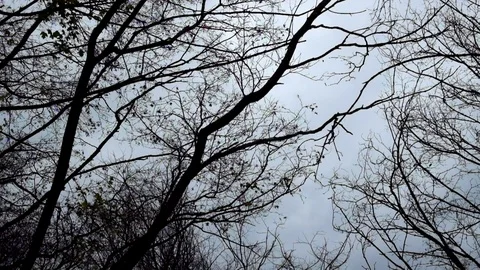 Sinister tree tops against a gray sky background staggered in the wind 스톡 동영상 81774879