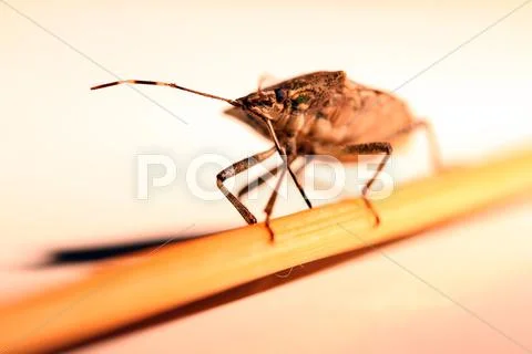 Sink Bug Stock Photos