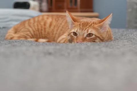 Sinking into the bed Stock Photos