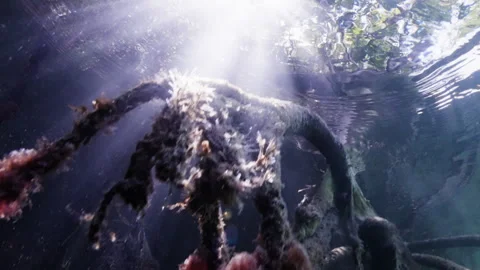 Sinking to the bottom with glare in the mangroves 4K Stock Footage 299921643