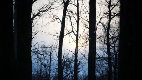 Sinking, forest, Volga Stock Footage 105111603