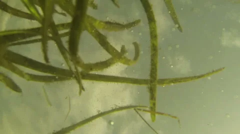 Sinking In Lake Stock Footage 57751402