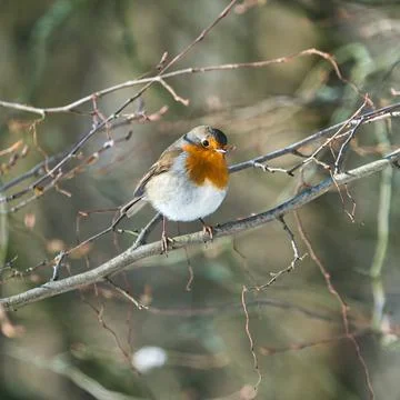 Sinle robin in the winter Foto stock