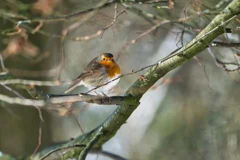 Sinle robin in the winter Foto stock