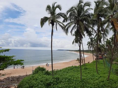 Sinquerim Beach in goa. palm trees on the Sinquerim Beach. Stock Photos