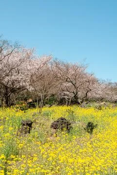 Sinsan Park yellow rape flower field and cherry blossoms in Jeju island, Korea Fotos Stock