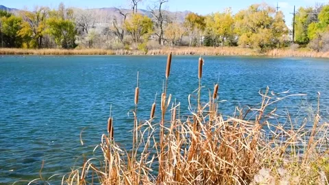 Sinton pond Video stock 273179025