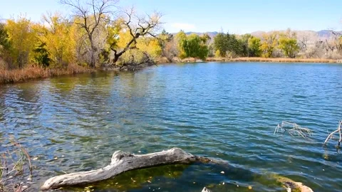 Sinton pond with log Video stock 273179024