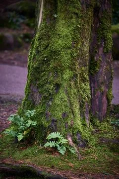 Sintra Forest Stock Photos