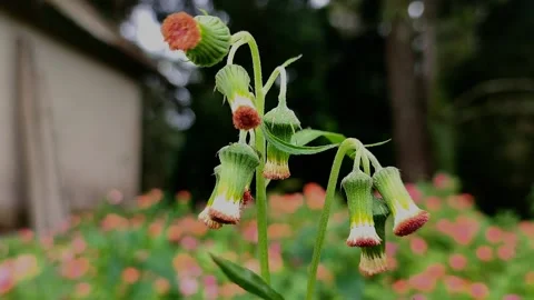 Sintrong flower blowing in the wind Stock Footage 221204739