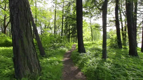 Sinuous footpath, steady smooth motion, sunny day Vídeos de archivo 37347071