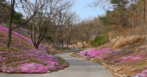 Sinuous path with flower next to forest, life changing concept. Stock Footage 112274499