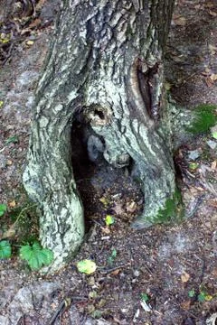 Sinuous root 스톡 사진