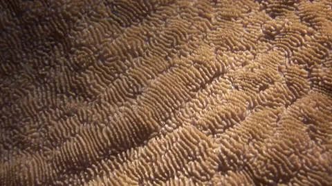 Sinuous walls of coral as flat as carpet on coral reef of Red Sea. Stock Footage 232977034