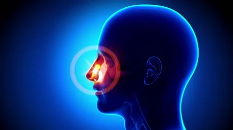 Sinus - Nose - Pain concept Stock Footage 42331308