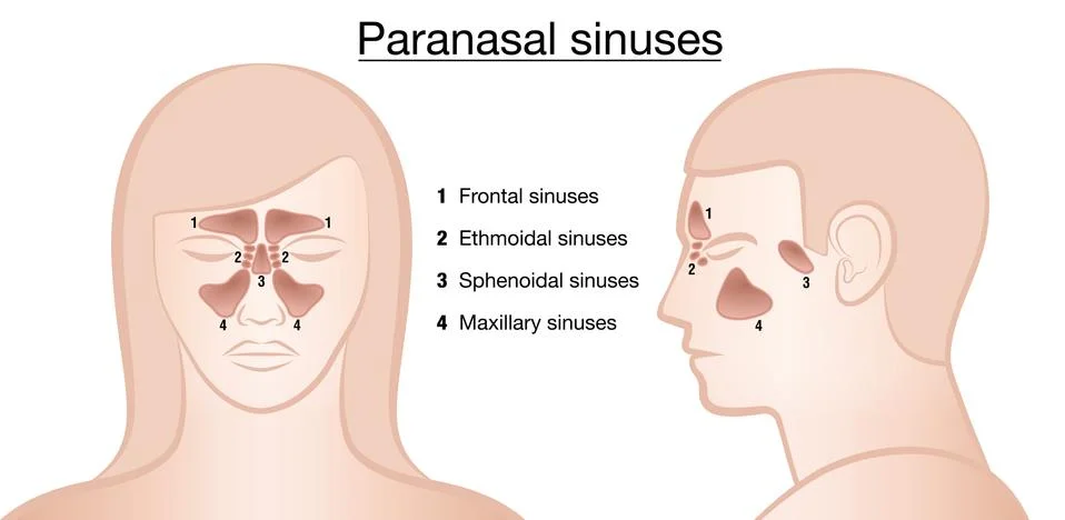 Sinuses Anatomical Representation Ilustración de archivo