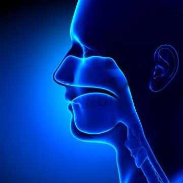 Sinuses - Clear - Head Anatomy Иллюстрация