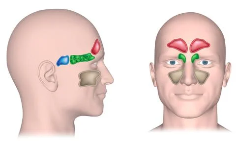 Sinuses of the head, unlabeled. Stock Illustration