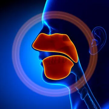 Sinuses - Human Anatomy Stock-Illustration