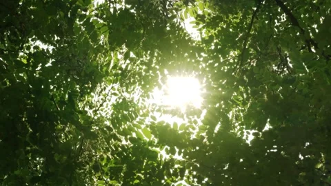 Siny sun in tree canopy Stock Footage 262072316