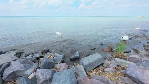 Siofok, Hungary - May 31, 2026 Swans Along Rocky Lakeshore Stock Footage 337357105