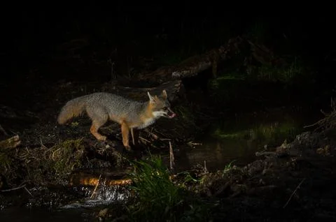 The Sip - Fox at Night Stock Photos