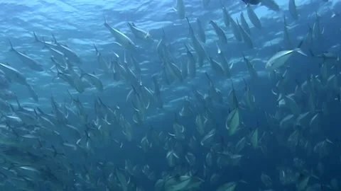 Sipadan's Silver Swarm Dancing Below the Surface, Indonesia Stock Footage 324170439