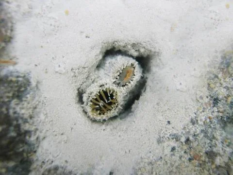 Siphon of the soft-shell clam, or sand gaper, Mya arenaria, is seen in the sand Stock Photos