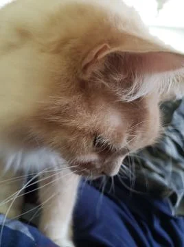 Sir William the White Cat Stock Photos