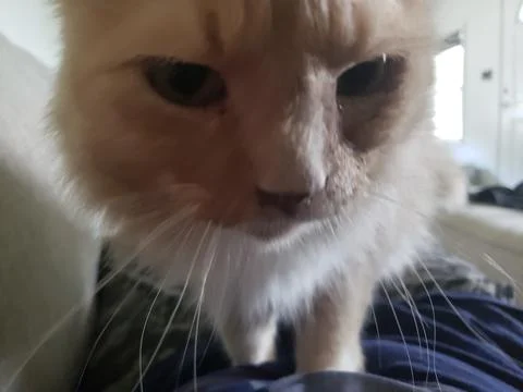 Sir William the White Cat Stock Photos