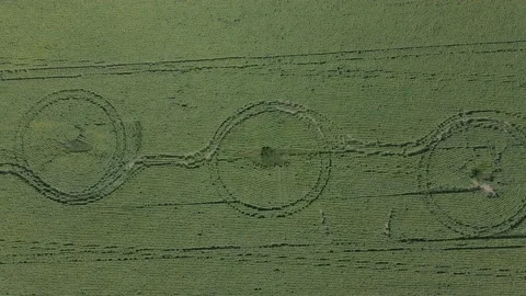 Сircular patterns of blooming sunflowers. Sunflower field circles. Stock Footage 138209338