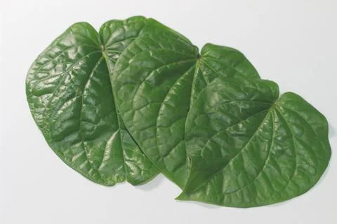 Sirih Leaf 02 E Stock Photos
