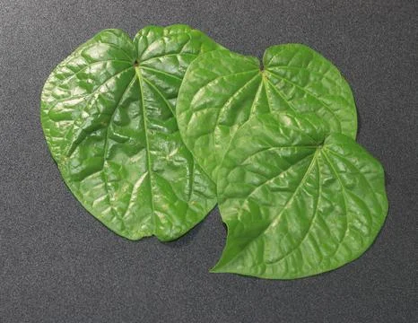 Sirih Leaf 04 E Stock Photos