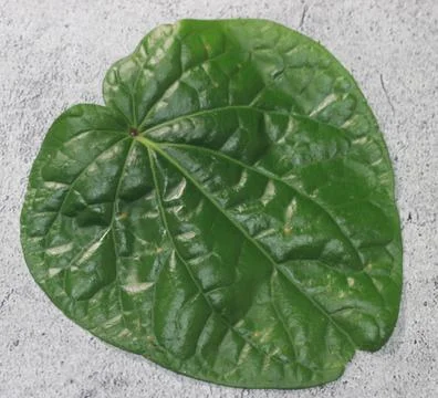 Sirih Leaf 05 E Stock Photos