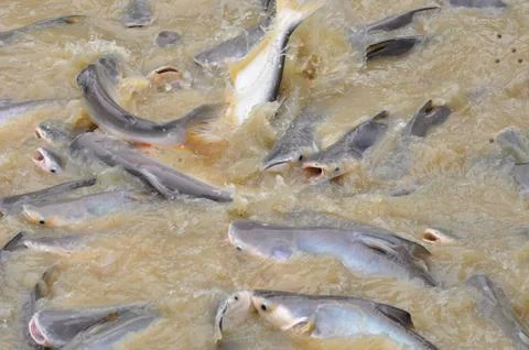 Siriped catfish Stock Photos