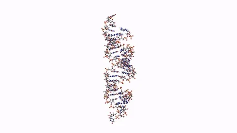 SiRNA:mRNA complex, rotating ball-and-stick model 스톡 동영상 79799760