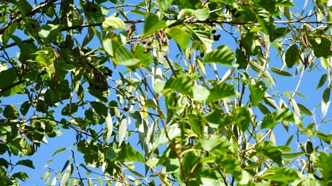 A siskin on an alder branch eats seeds from cones. Video stock 218172685