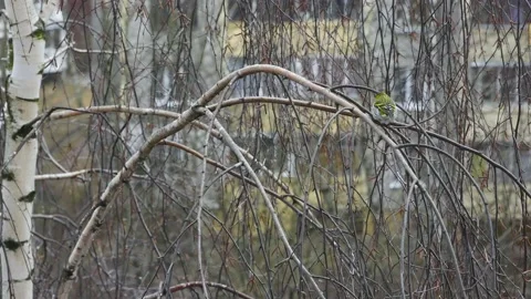 Siskin on a birch branch. 스톡 동영상 150392291