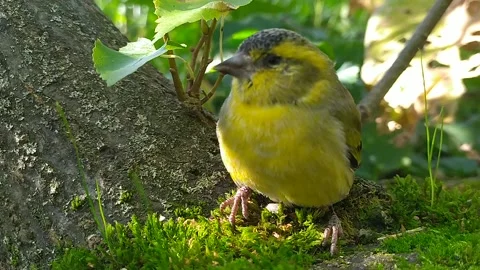 Siskin on a branch Stock Footage 194502742