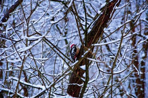 Siskin on the branch Stock Photos
