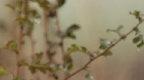 Siskin / Carduelis spinus Video stock 44362014