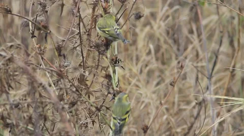 Siskin / Carduelis spinus Video stock 44362062