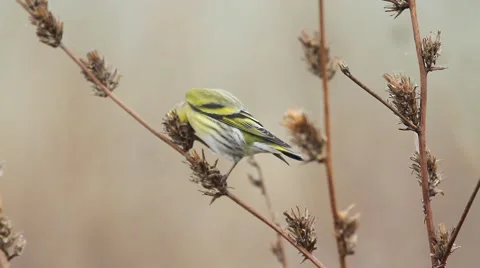 Siskin / Carduelis spinus Video stock 44362064