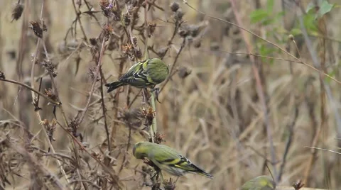 Siskin / Carduelis spinus Video stock 44362107